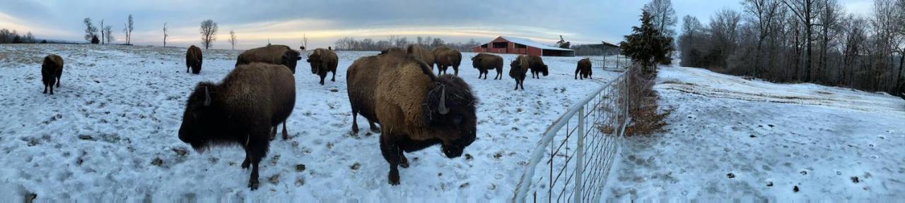 Cabin With A Tree House On A Buffalo Farm . Marshall المظهر الخارجي الصورة